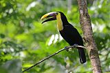 Yellow-throated Toucanborder=