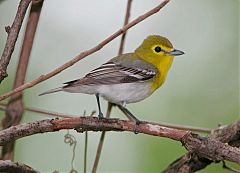 Yellow-throated Vireo