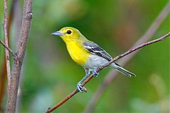 Yellow-throated Vireo