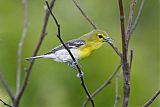 Yellow-throated Vireo