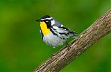 Yellow-throated Warblerborder=