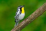 Yellow-throated Warbler