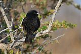 Yellow-winged Blackbird