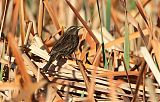 Yellow-winged Blackbirdborder=