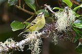 Yellow-winged Vireoborder=