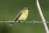 Yellow Tyrannulet