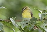 Yellow Tyrannulet