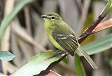 Yellow Tyrannulet