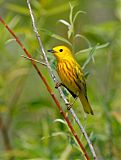 Yellow Warbler