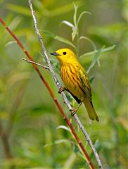 Yellow Warbler