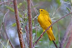 Yellow Warbler