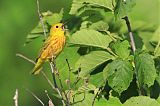 Yellow Warbler