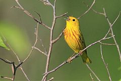 Yellow Warbler