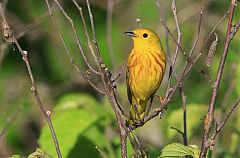 Yellow Warbler