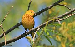 Yellow Warbler