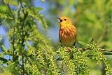 Yellow Warbler