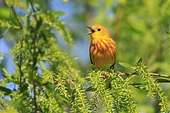 Yellow Warbler