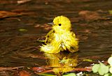 Yellow Warbler