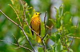 Yellow Warbler