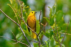 Yellow Warbler