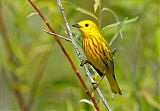 Yellow Warbler