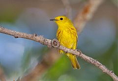 Yellow Warbler