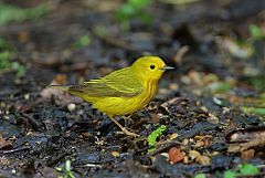 Yellow Warbler