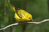 Yellow Warbler