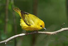 Yellow Warbler