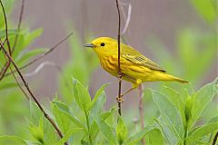 Yellow Warbler