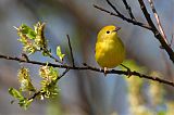 Yellow Warbler