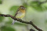 Yellowish Flycatcher