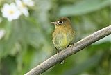 Yellowish Flycatcher