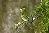 Yellowish Flycatcher