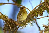 Yellowish Flycatcher