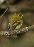 Yellowish Flycatcher