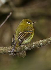 Yellowish Flycatcher