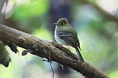 Yellowish Flycatcher