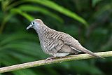 Zebra Dove