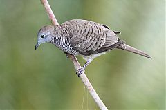 Zebra Dove