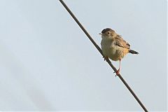 Zitting Cisticola