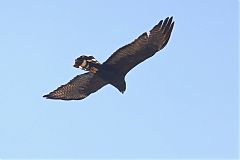 Zone-tailed Hawk