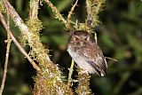 Long-whiskered Owlet