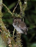 Long-whiskered Owlet