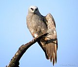 Mississippi Kite (adult female) stretching