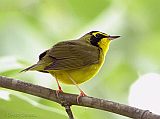 Kentucky Warbler (male)