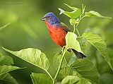 Painted Bunting (adult male)