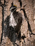 American Three-toed Woodpecker