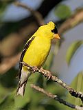 American Goldfinch (male in alternate plumage)