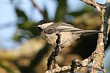 Black-capped Chickadee